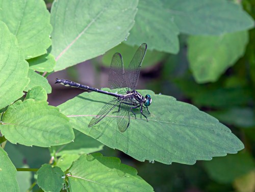 Sable Clubtail