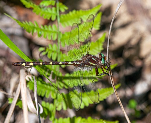 Brown Spiketail