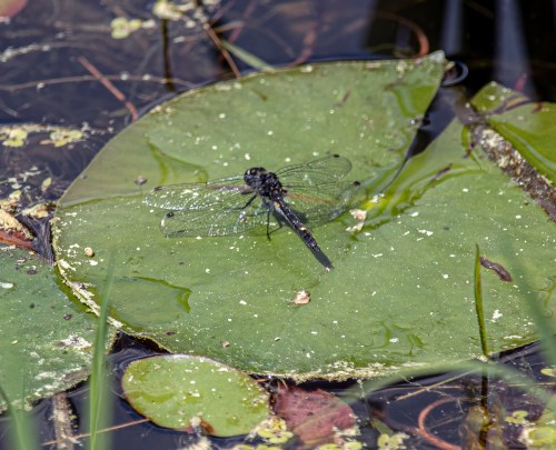 Dot-tailed Whiteface