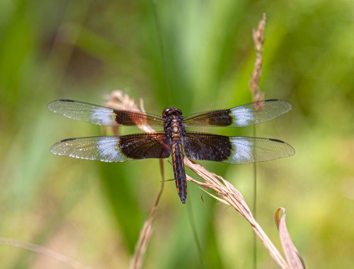 Widow Skimmer