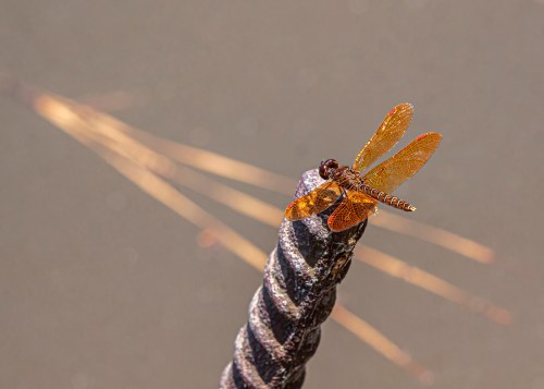 Eastern Amberwing