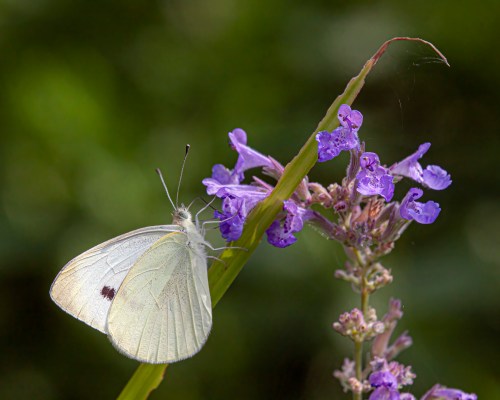 Cabbage White