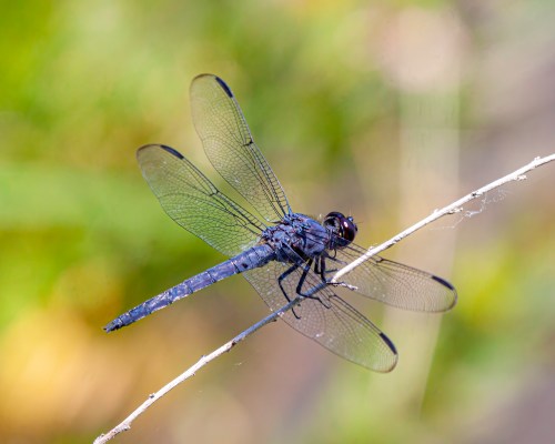 Slaty Skimmer