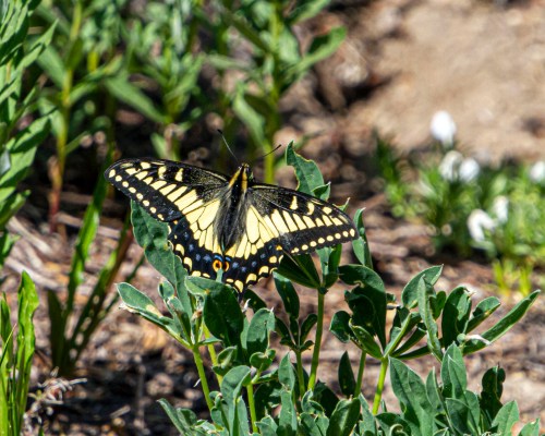 Anise Swallowtail