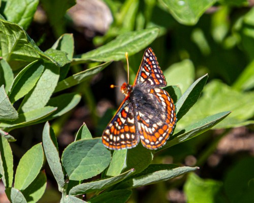 Edith's Checkerspot