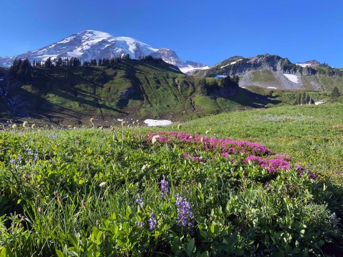 Mt Rainier