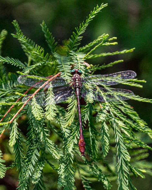 Russet-tipped Clubtail