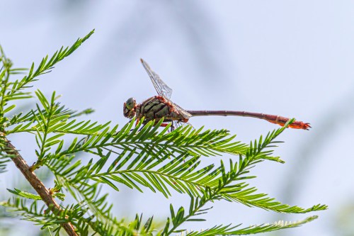 Russet-tipped Clubtail