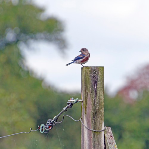 Eastern Bluebird
