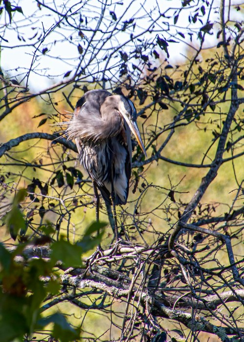 Great Blue Heron