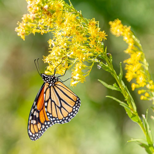 Monarch butterfly