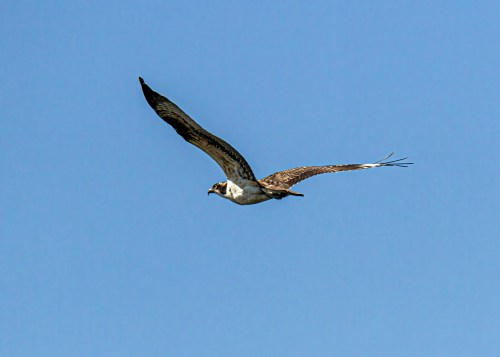 Osprey