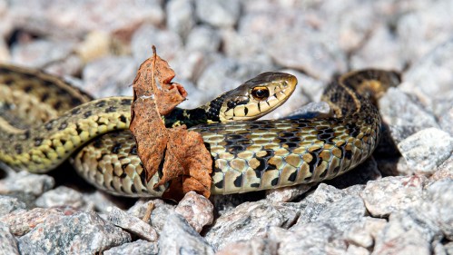 mating garter snakes