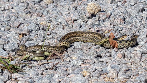 mating garter snakes