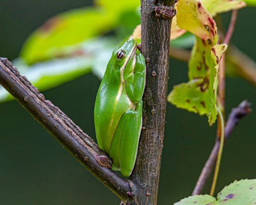 Green Tree Frog