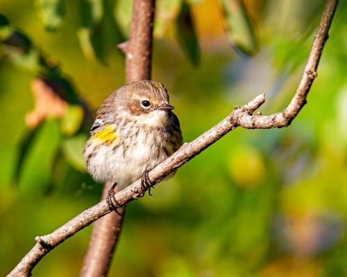 Yellow-rumped Warbler