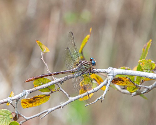 Russet-tipped Clubtail