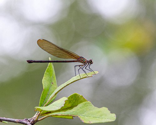 American Rubyspot