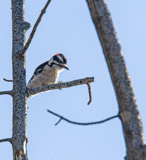Downy Woodpecker