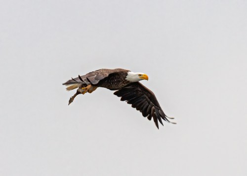 Bald Eagle