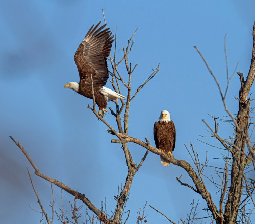 Bald Eagles