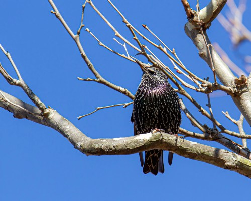 European Starling