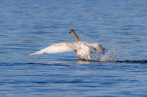 Tundra Swan