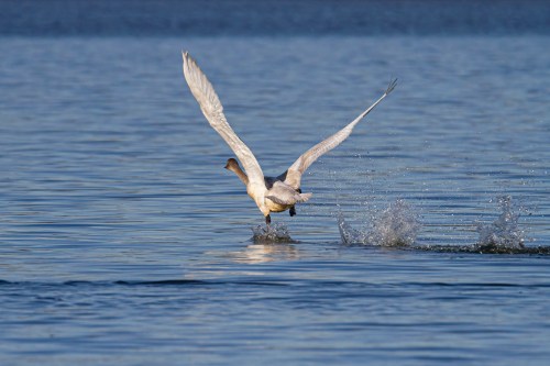 Tundra Swan