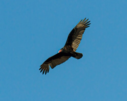 Turkey Vulture