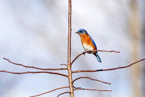 Eastern Bluebird