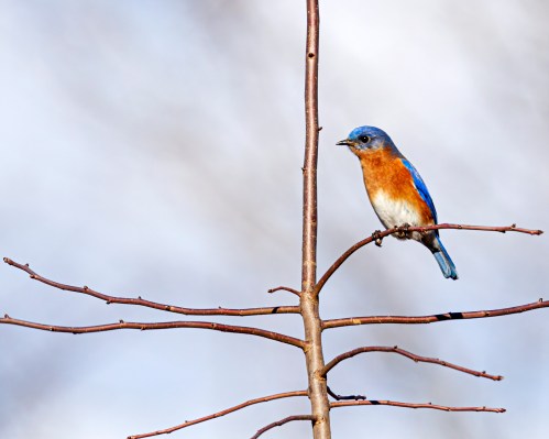 Eastern Bluebird