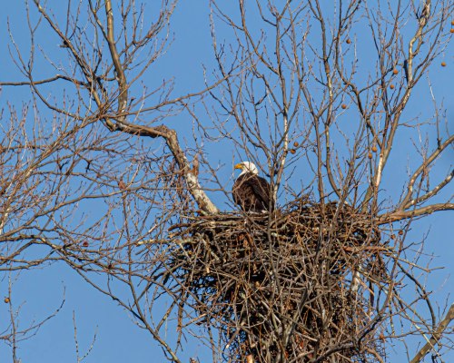 Bald Eagle