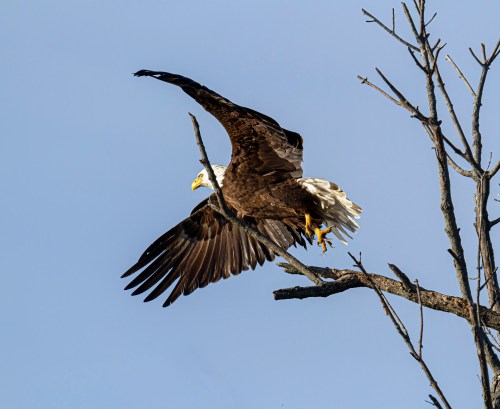 Bald Eagle