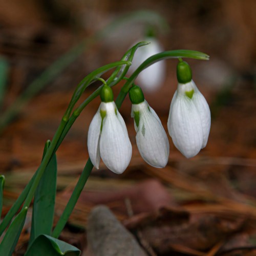 snowdrop
