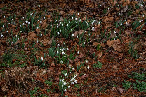 snowdrops