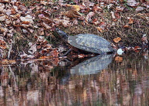 winter turtle