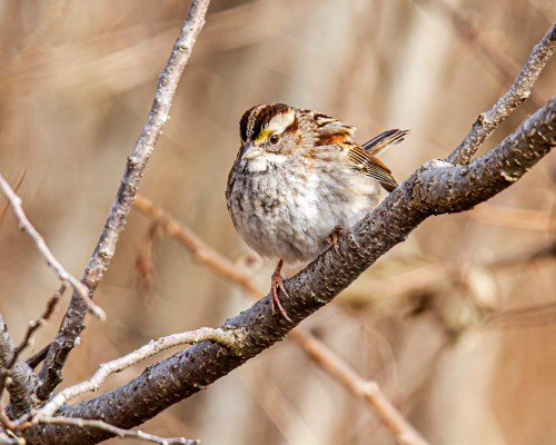White-throated Sparrow
