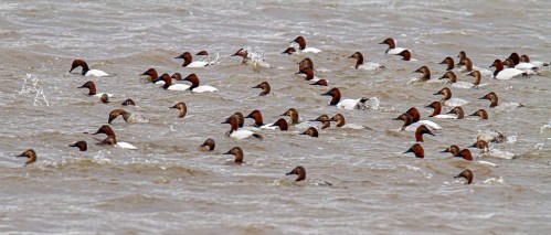 Canvasback ducks