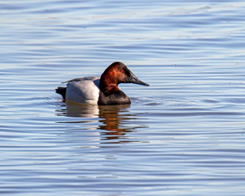 Canvasback