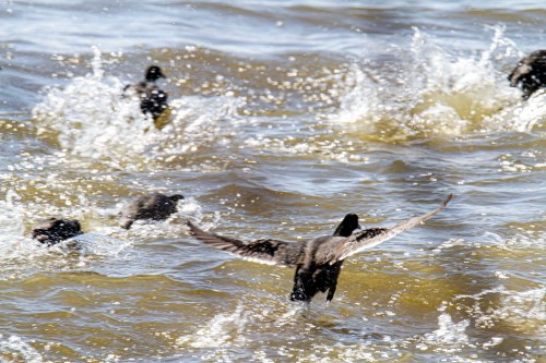 American Coots
