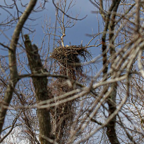 Bald Eagle nest