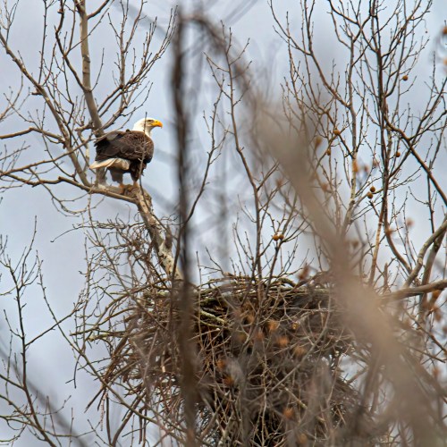 Bald Eagle