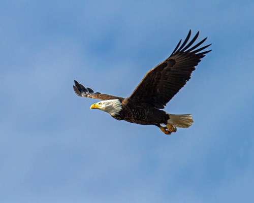 Bald Eagle