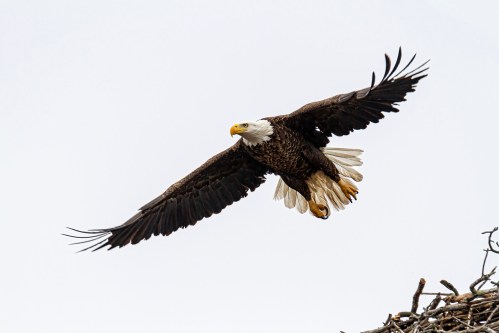Bald Eagle