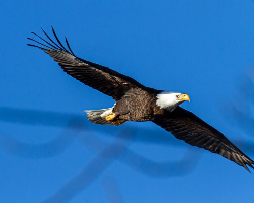 Bald Eagle