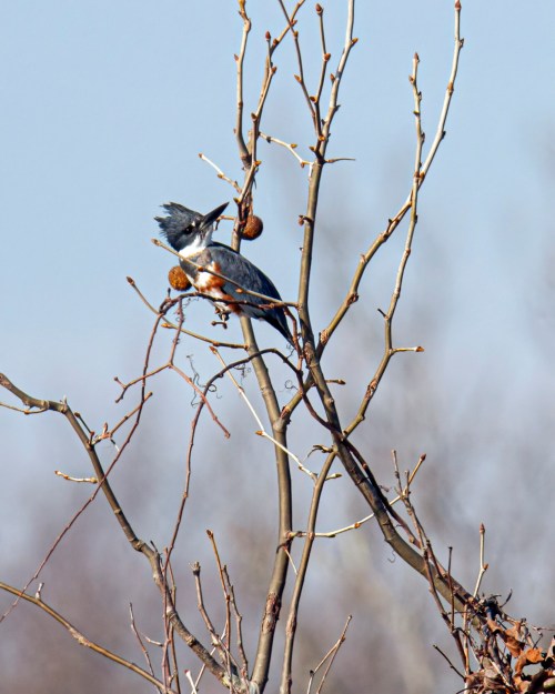 Belted Kingfisher