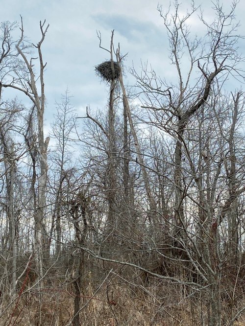 eagle nest