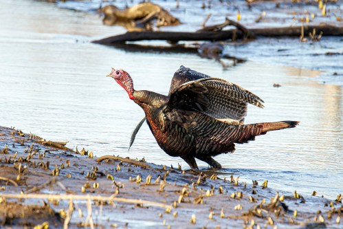 Wild Turkey
