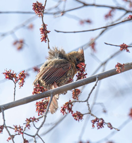 Northern Cardinal