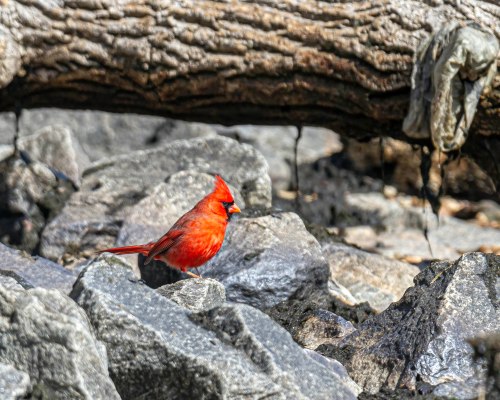 Northern Cardinal